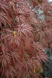 Inaba Shidare Cutleaf Japanese Maple (Acer palmatum 'Inaba Shidare') at Ward's Nursery & Garden Center
