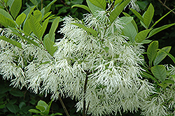 White Fringetree (Chionanthus virginicus) at Ward's Nursery & Garden Center