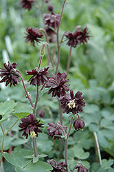 Black Barlow Columbine (Aquilegia vulgaris 'Black Barlow') at Ward's Nursery & Garden Center