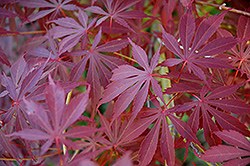 Sherwood Flame Japanese Maple (Acer palmatum 'Sherwood Flame') at Ward's Nursery & Garden Center