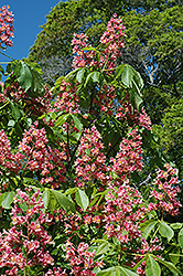Fort McNair Red Horse Chestnut (Aesculus x carnea 'Fort McNair') at Ward's Nursery & Garden Center