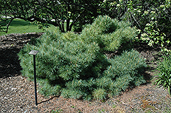 Dwarf Blue Eastern White Pine (Pinus strobus 'Glauca Nana') at Ward's Nursery & Garden Center
