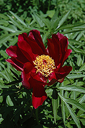 Early Scout Peony (Paeonia 'Early Scout') at Ward's Nursery & Garden Center