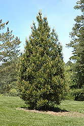 Rowe Arboretum Lacebark Pine (Pinus bungeana 'Rowe Arboretum') at Ward's Nursery & Garden Center