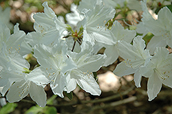 White Korean Azalea (Rhododendron yedoense 'Album') at Ward's Nursery & Garden Center