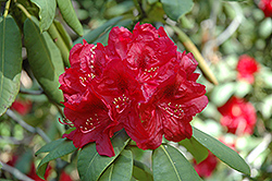 Henry's Red Rhododendron (Rhododendron 'Henry's Red') at Ward's Nursery & Garden Center