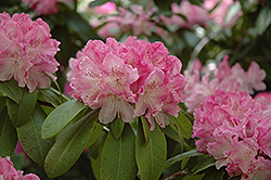 Holden Rhododendron (Rhododendron 'Holden') at Ward's Nursery & Garden Center