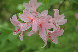 Jane Abbott Azalea (Rhododendron 'Jane Abbott') at Ward's Nursery & Garden Center