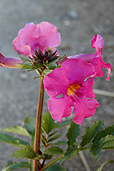 Garden Gloxinia (Incarvillea delavayi) at Ward's Nursery & Garden Center