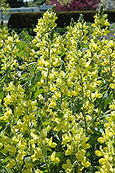 False Lupine (Thermopsis montana) at Ward's Nursery & Garden Center