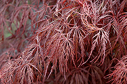 Crimson Queen Japanese Maple (Acer palmatum 'Crimson Queen') at Ward's Nursery & Garden Center