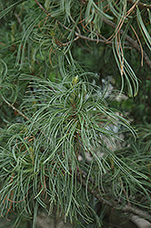 Twisted White Pine (Pinus strobus 'Contorta') at Ward's Nursery & Garden Center