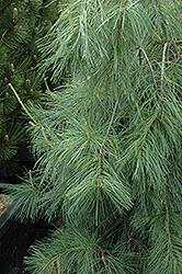 Weeping White Pine (Pinus strobus 'Pendula') at Ward's Nursery & Garden Center