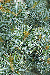 Short-Needled Japanese Blue Pine (Pinus parviflora 'Glauca Brevifolia') at Ward's Nursery & Garden Center