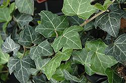 Baltic Ivy (Hedera helix 'Baltica') at Ward's Nursery & Garden Center