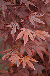Fireglow Japanese Maple (Acer palmatum 'Fireglow') at Ward's Nursery & Garden Center