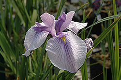 Imperial Magic Japanese Iris (Iris ensata 'Imperial Magic') at Ward's Nursery & Garden Center