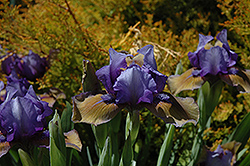 Blueberry Tart Iris (Iris 'Blueberry Tart') at Ward's Nursery & Garden Center