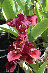 Lady In Red Iris (Iris 'Lady In Red') at Ward's Nursery & Garden Center