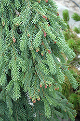 Weeping White Spruce (Picea glauca 'Pendula') at Ward's Nursery & Garden Center