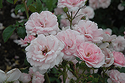 Bonica Rose (Rosa 'Meidomonac') at Ward's Nursery & Garden Center