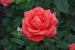 Tropicana Rose (Rosa 'Tropicana') at Ward's Nursery & Garden Center