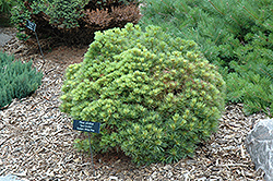 Sea Urchin White Pine (Pinus strobus 'Sea Urchin') at Ward's Nursery & Garden Center