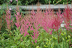 Visions in Pink Chinese Astilbe (Astilbe chinensis 'Visions in Pink') at Ward's Nursery & Garden Center