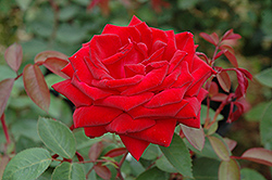 Kashmir Rose (Rosa 'Kashmir') at Ward's Nursery & Garden Center