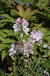 Elsie Heugh Prairie Mallow (Sidalcea 'Elsie Heugh') at Ward's Nursery & Garden Center