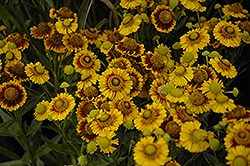 Gold Selection Sneezeweed (Helenium 'Gold Selection') at Ward's Nursery & Garden Center