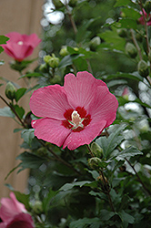 Woodbridge Rose of Sharon (Hibiscus syriacus 'Woodbridge') at Ward's Nursery & Garden Center