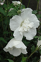 White Chiffon Rose of Sharon (Hibiscus syriacus 'Notwoodtwo') at Ward's Nursery & Garden Center