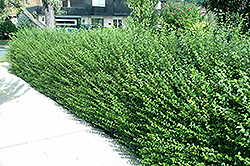 Amur Privet (Ligustrum amurense) at Ward's Nursery & Garden Center