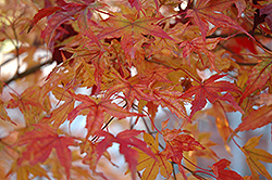 Butterfly Variegated Japanese Maple (Acer palmatum 'Butterfly') at Ward's Nursery & Garden Center