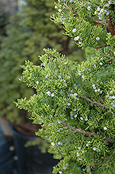 Hollywood Juniper (Juniperus chinensis 'Torulosa') at Ward's Nursery & Garden Center