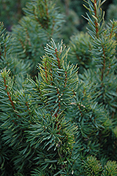 Citation Yew (Taxus x media 'Citation') at Ward's Nursery & Garden Center