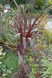 Amazing Red New Zealand Flax (Phormium 'Amazing Red') at Ward's Nursery & Garden Center