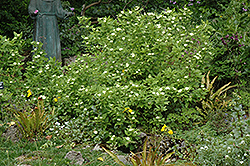 White Heliotrope (Heliotropium arborescens 'Album') at Ward's Nursery & Garden Center