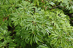 Green Cascade Maple (Acer japonicum 'Green Cascade') at Ward's Nursery & Garden Center