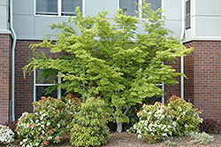 Seiryu Japanese Maple (Acer palmatum 'Seiryu') at Ward's Nursery & Garden Center
