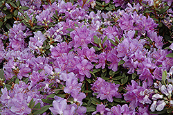 Purple Gem Rhododendron (Rhododendron 'Purple Gem') at Ward's Nursery & Garden Center
