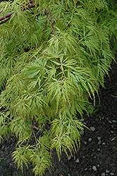 Seiryu Japanese Maple (Acer palmatum 'Seiryu') at Ward's Nursery & Garden Center