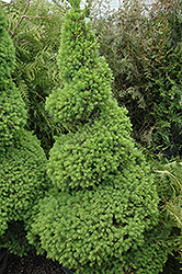 Dwarf Alberta Spruce (Picea glauca 'Conica (spiral)') at Ward's Nursery & Garden Center