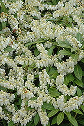 Cavatine Dwarf Japanese Pieris (Pieris japonica 'Cavatine') at Ward's Nursery & Garden Center