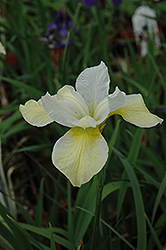 Butter And Sugar Siberian Iris (Iris sibirica 'Butter And Sugar') at Ward's Nursery & Garden Center
