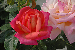 Chicago Peace Rose (Rosa 'Chicago Peace') at Ward's Nursery & Garden Center