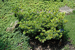 Ogon Miyajima Japanese White Pine (Pinus parviflora 'Ogon Miyajima') at Ward's Nursery & Garden Center