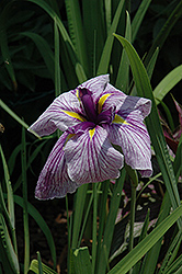 Japanese Water Iris (Iris ensata) at Ward's Nursery & Garden Center