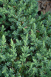 Blue Pacific Shore Juniper (Juniperus conferta 'Blue Pacific') at Ward's Nursery & Garden Center